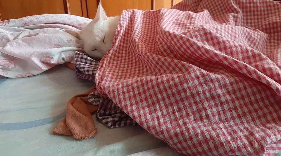 cat, pet, lifestyle, photo