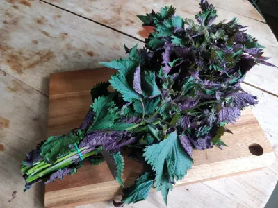 shiso fresh
