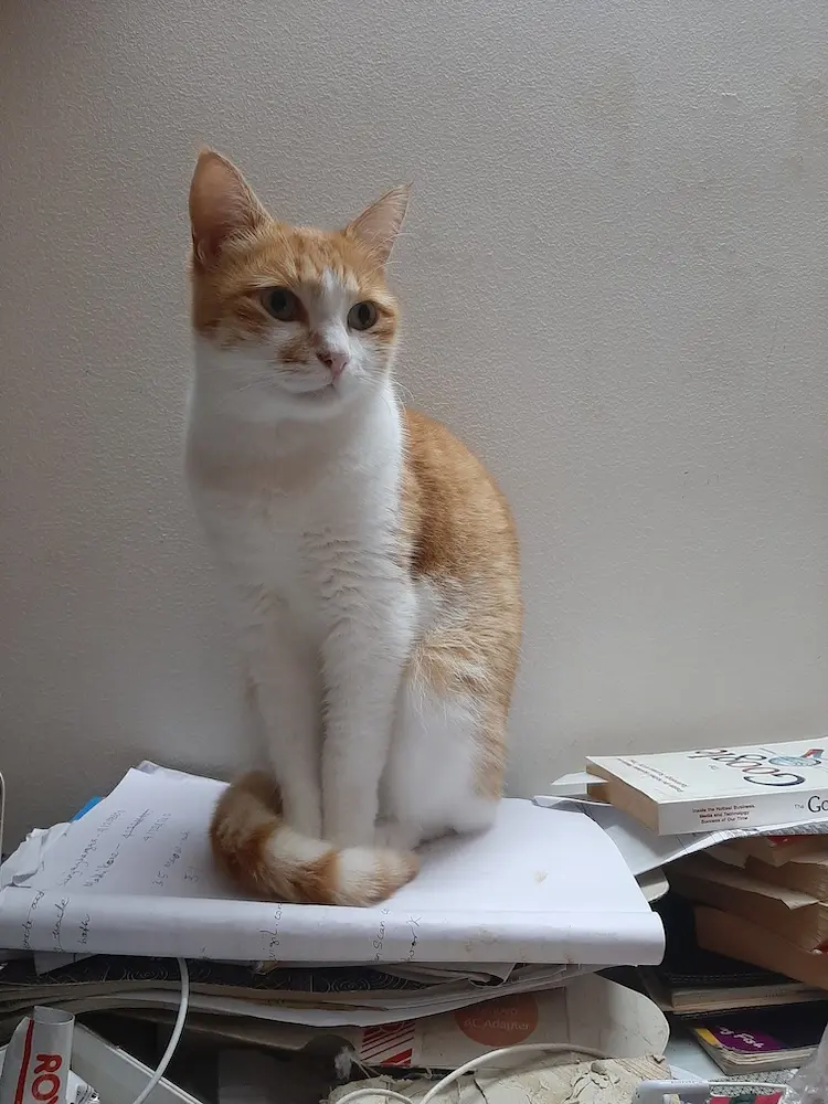 garu, cat, pet, life, photography