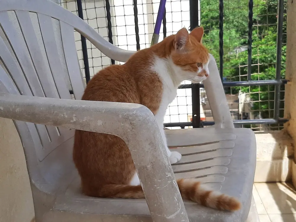 cat, pet, garu