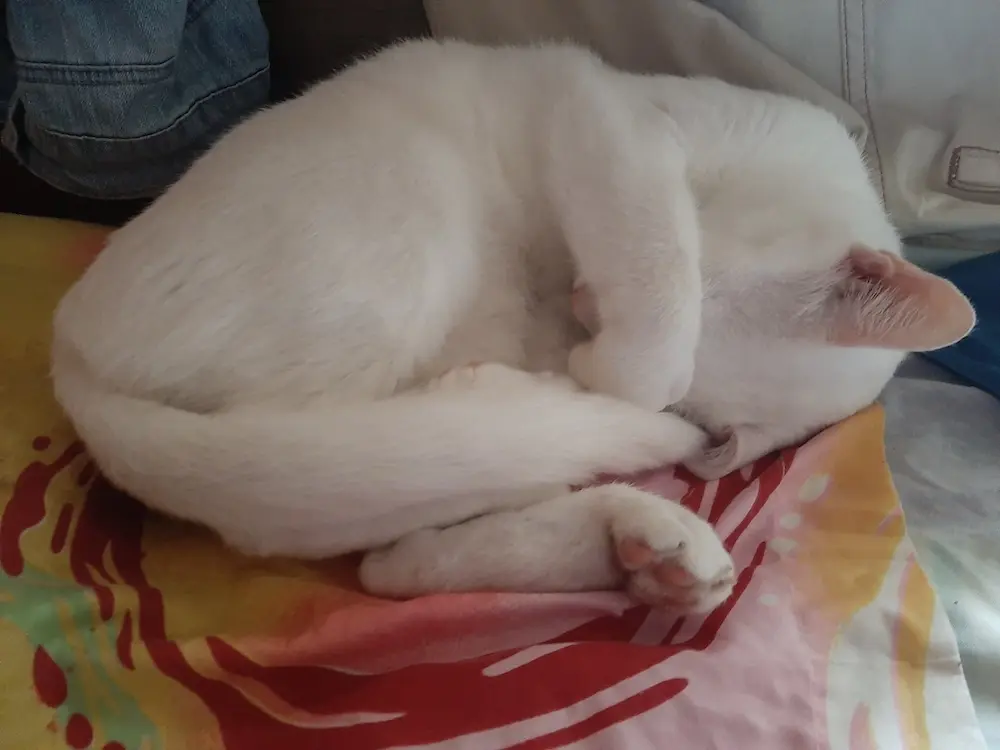 cat,pet,life