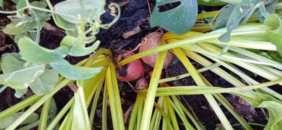 db5f90c225f7c5ebc167157b6db4305bea1b7f558c5549f632fb766090dfeab3.jpg