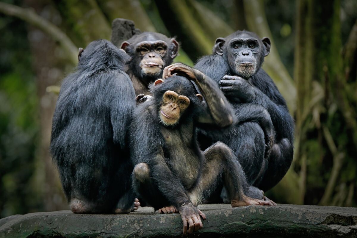 scratch apes