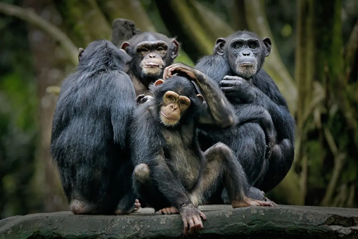 scratch apes