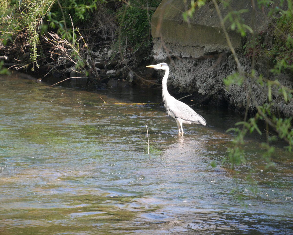 Stork in the River Thames