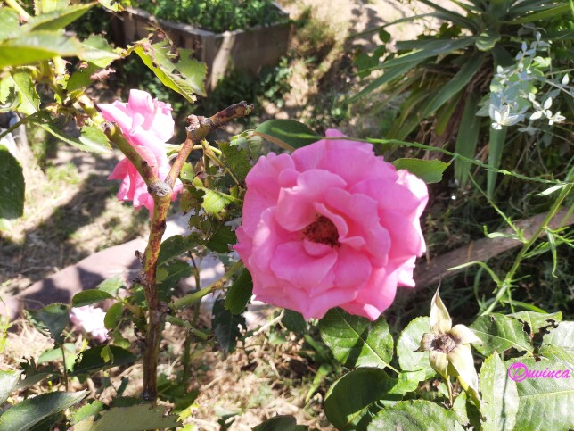 rosa rosae
