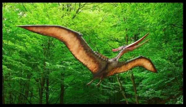 Pteranodon - See the difference with a Pterodactyl for yourself