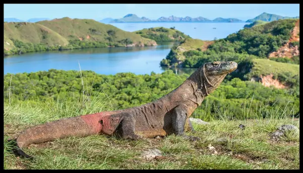 Komodo Dragon in the wild