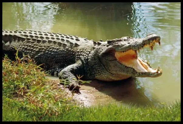 Salt water crocodile - An ancestor to the myth of dragons