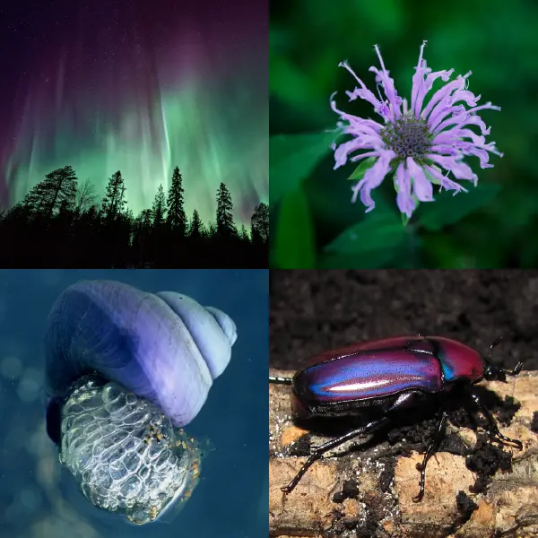 Purple and green in nature Violet sea snail purple jewel beetle aurora borealis bergamot blossom