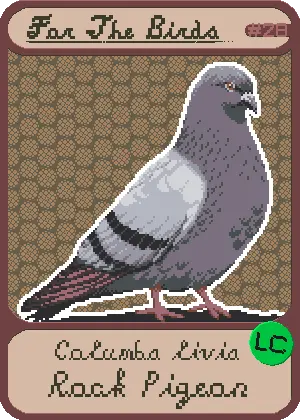 Rock Pigeon card