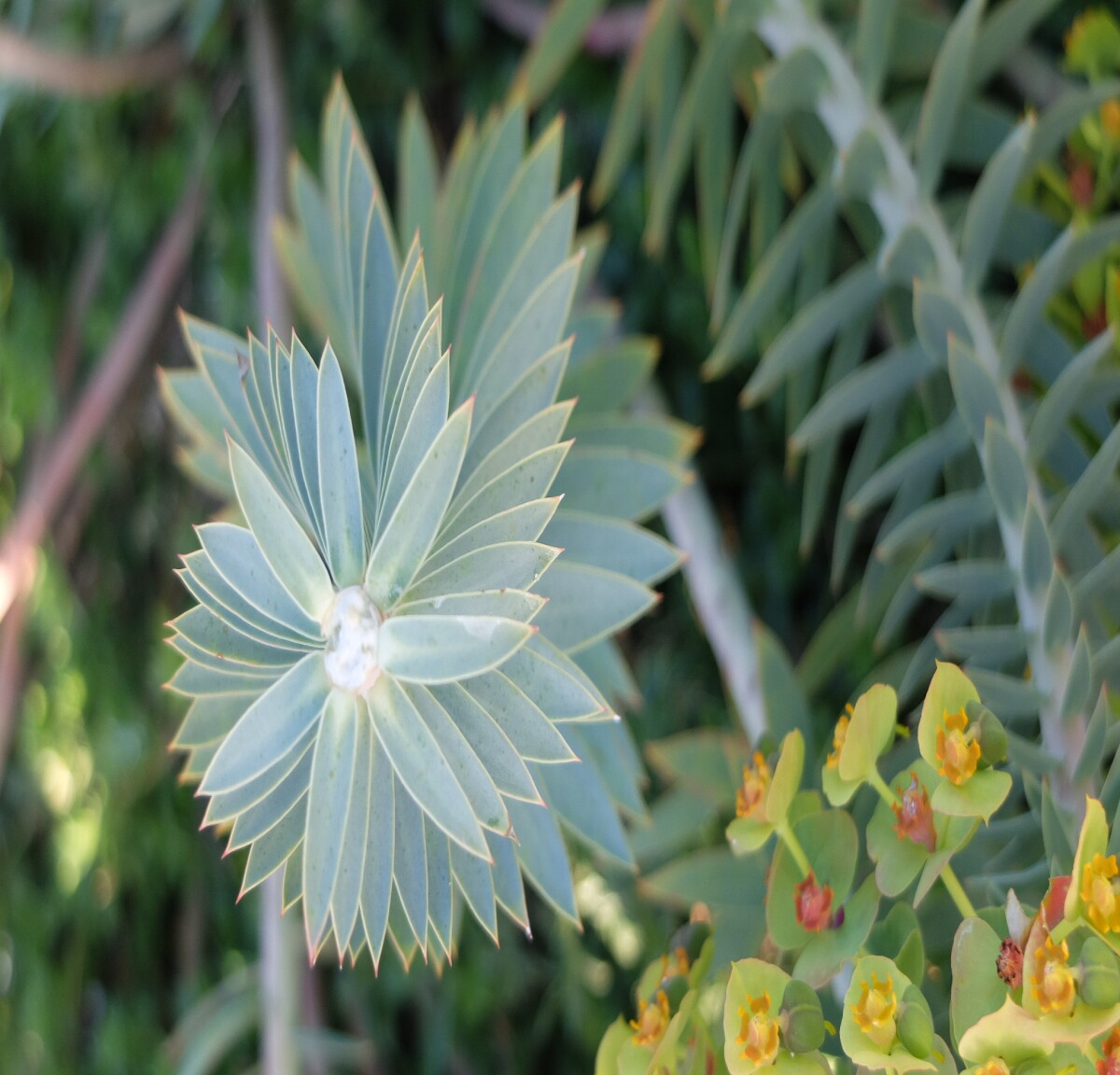 Locks like some optical illusion, this plant spirals out as it grows