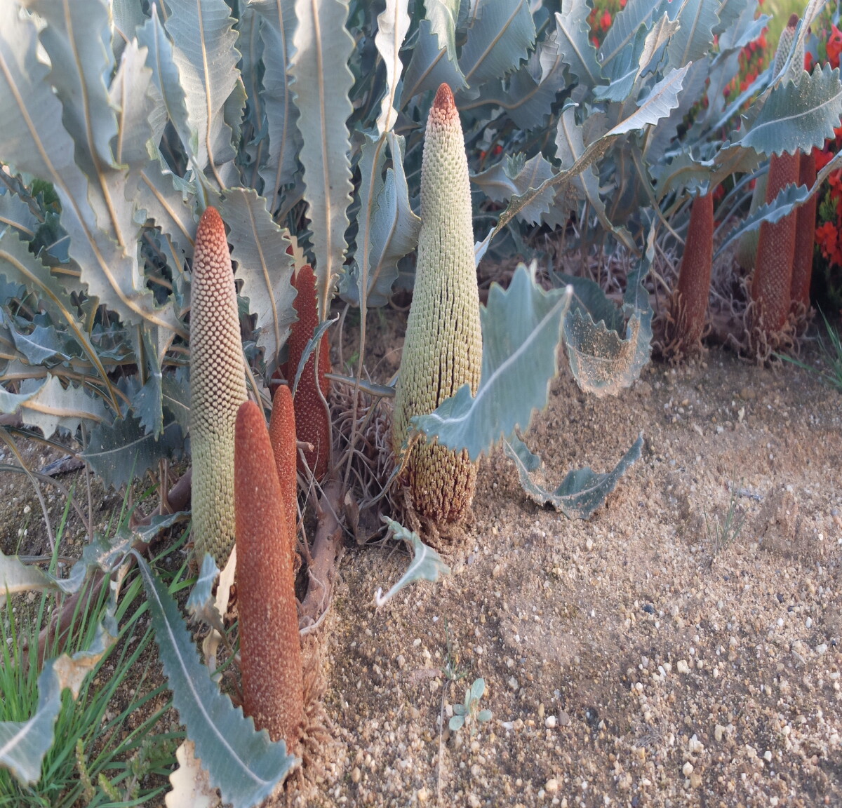 Cute cones....sharp jagged leaves