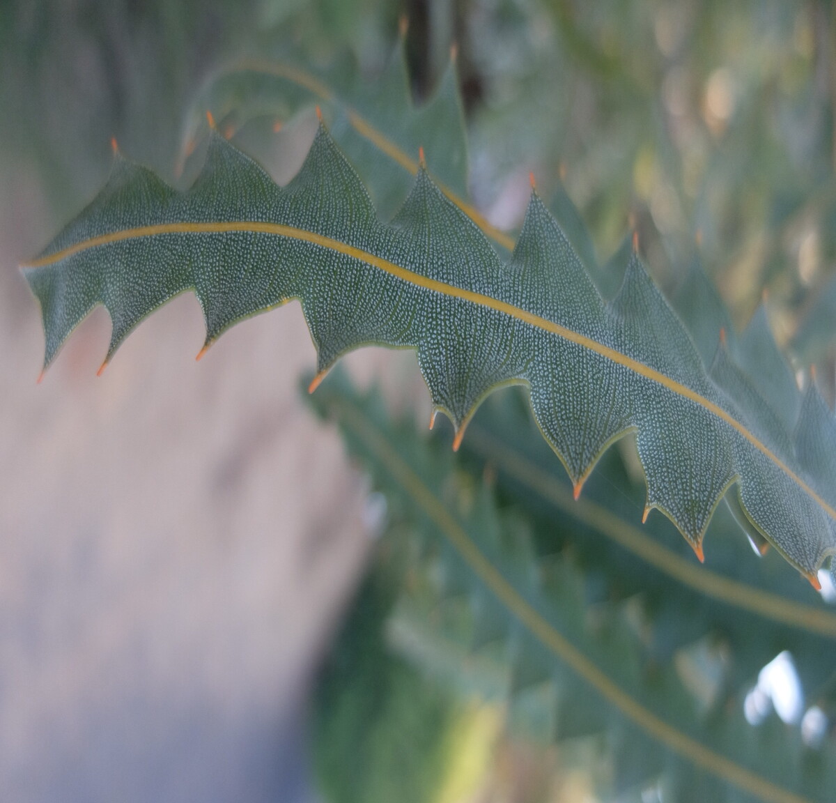 Razor like leaves