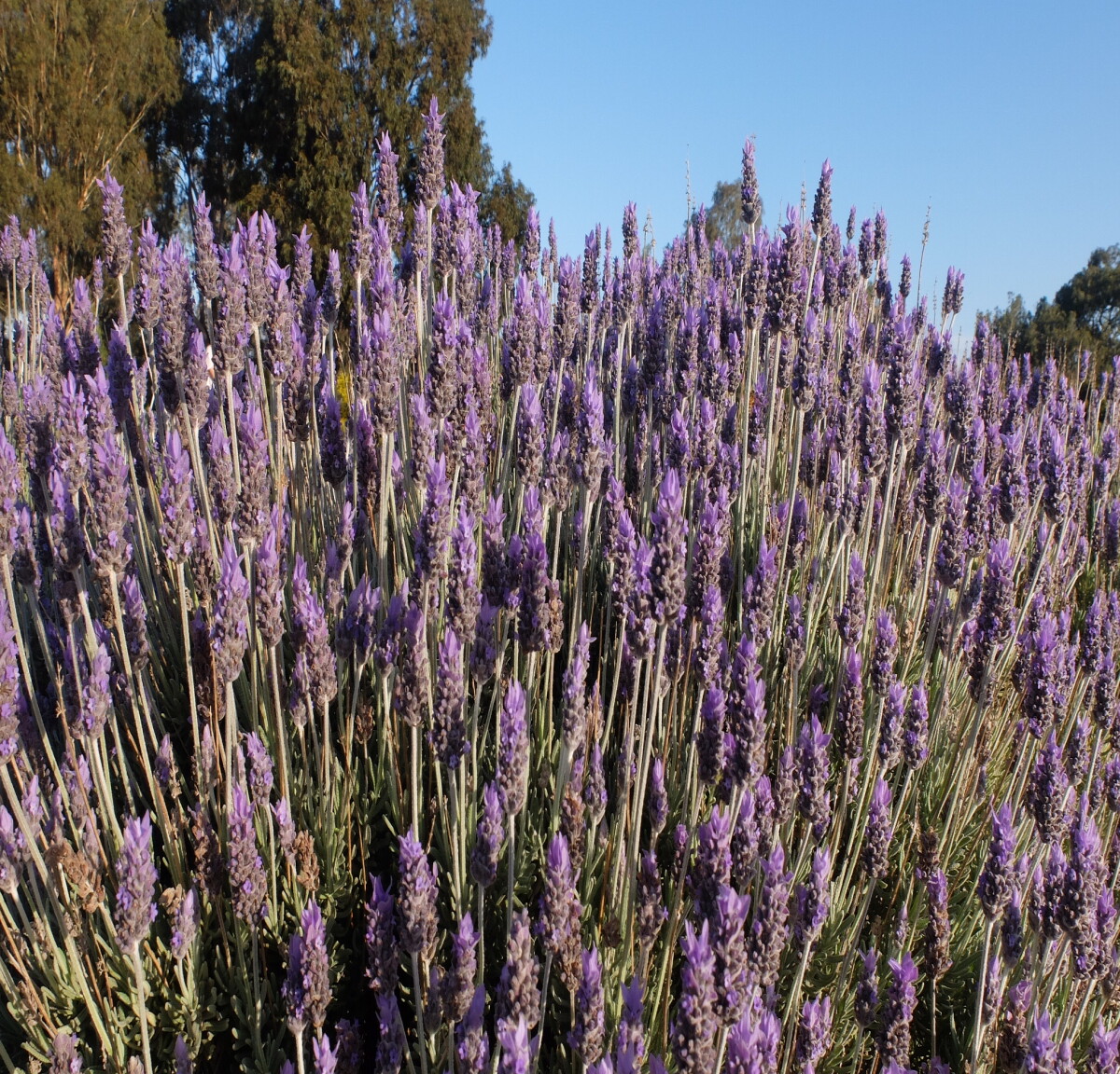 Lavender. A great friend who helps calm the children
