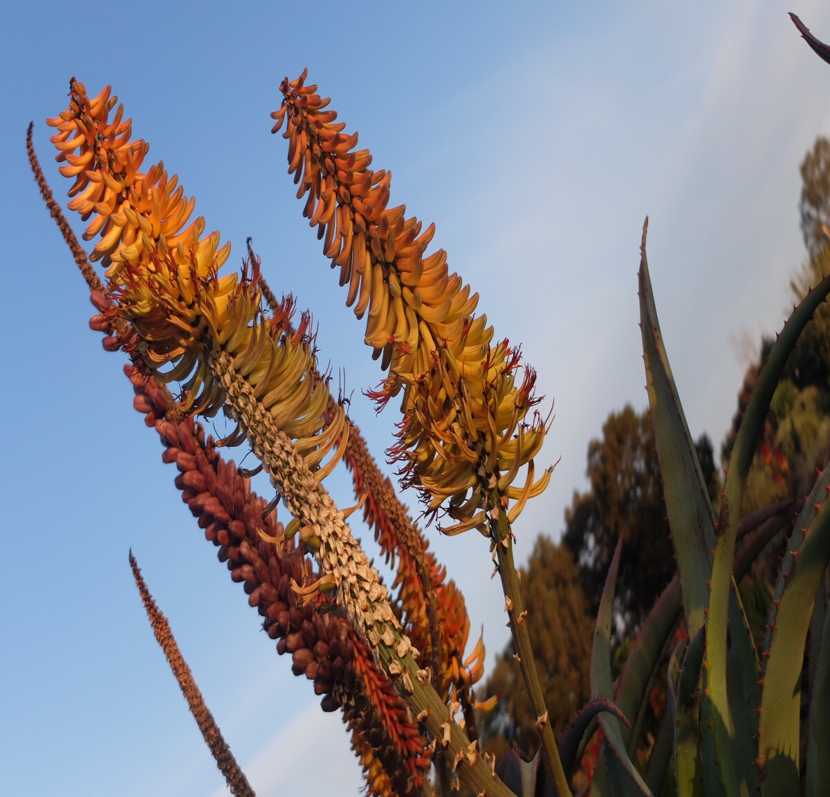 Aloe flowers