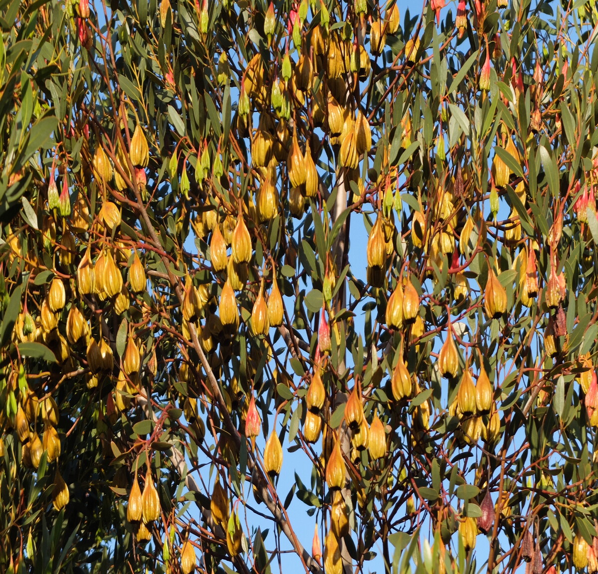 Seed pods