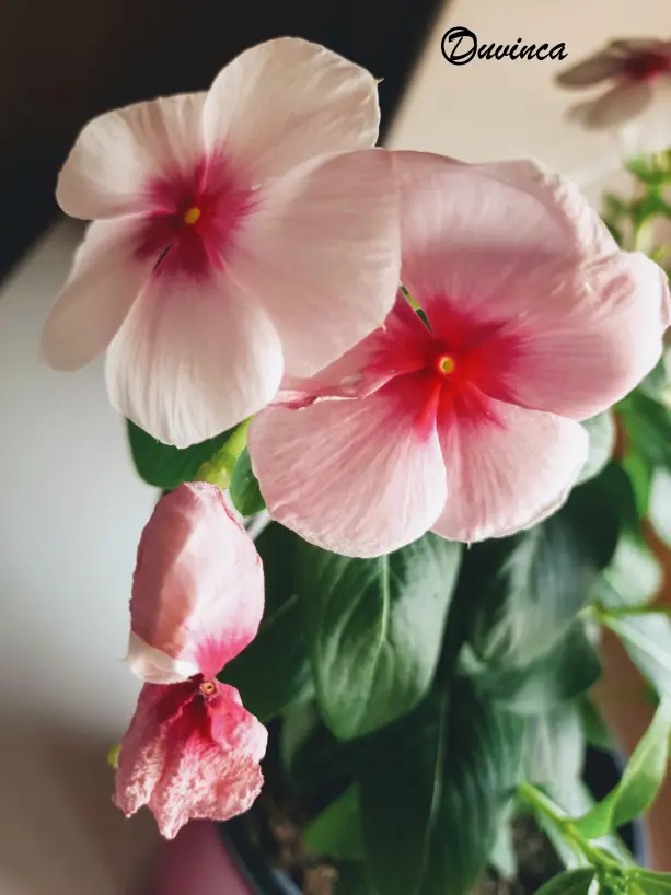 vinca1