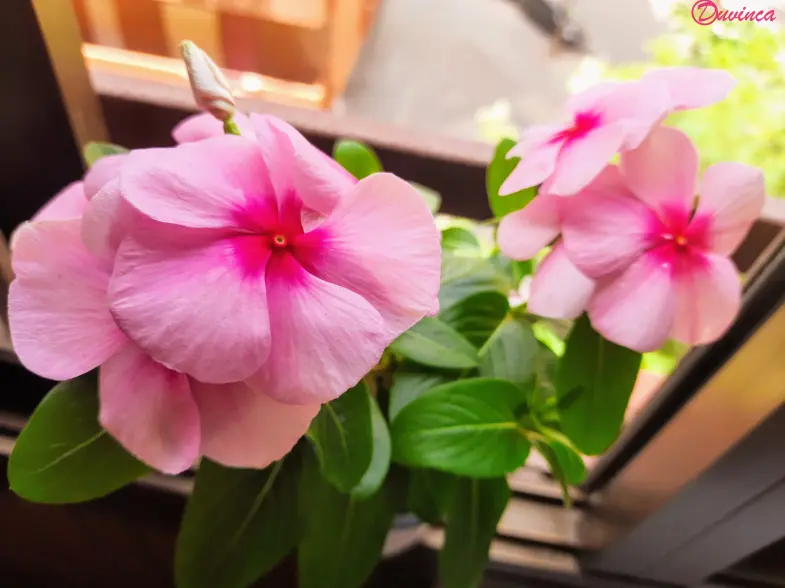 vinca2