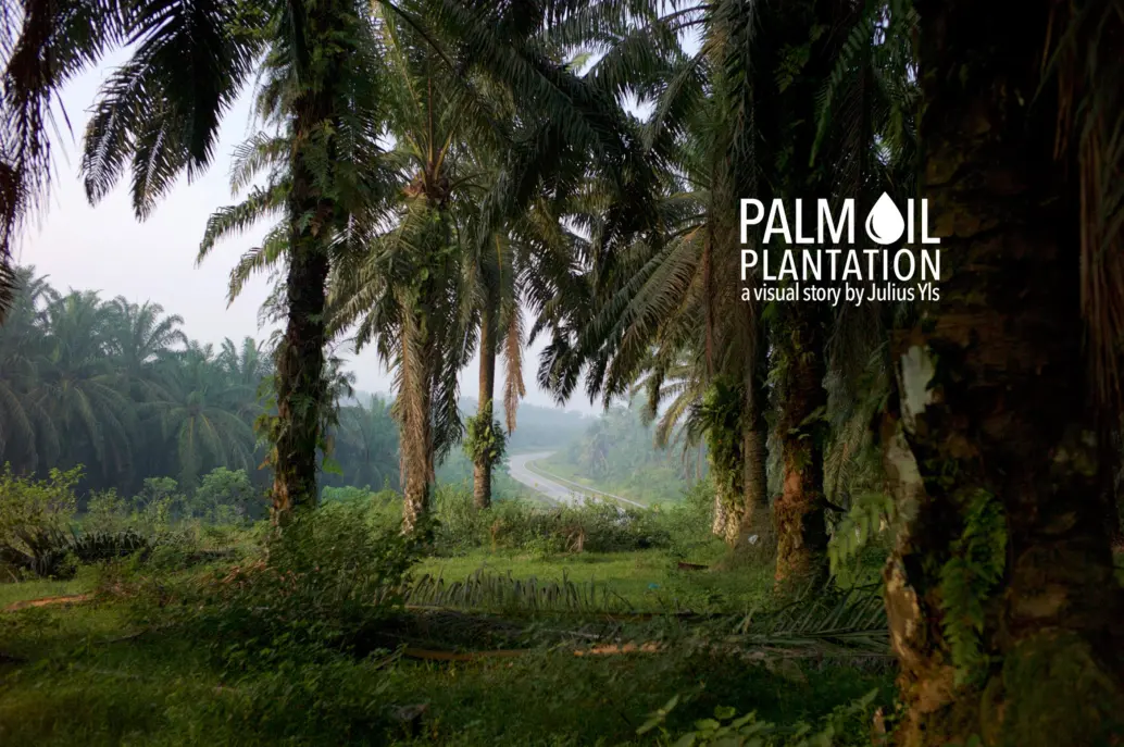 Palm Oil Plantation in Malaysia
