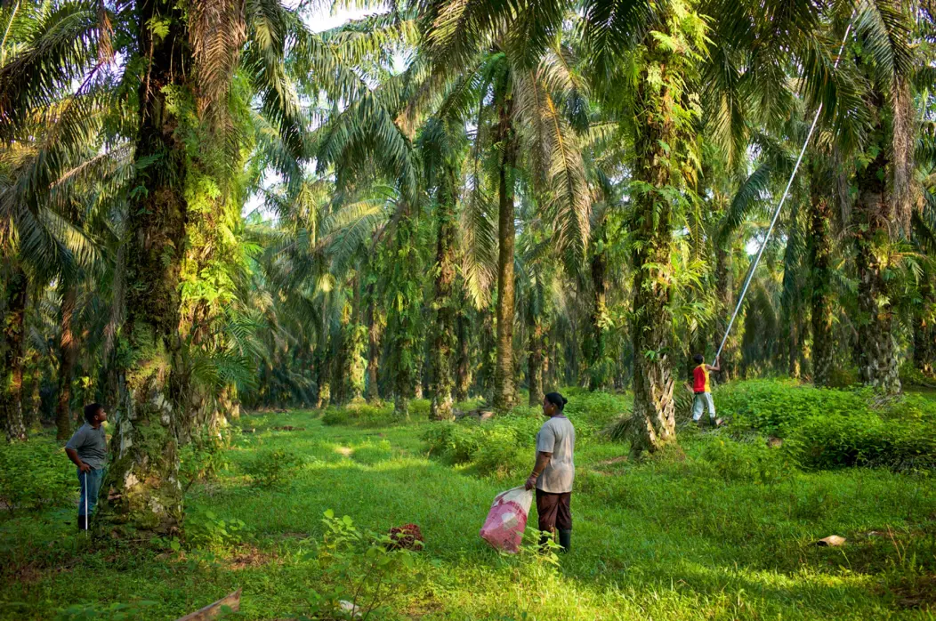 Harvesting in Palm Oil Plantation