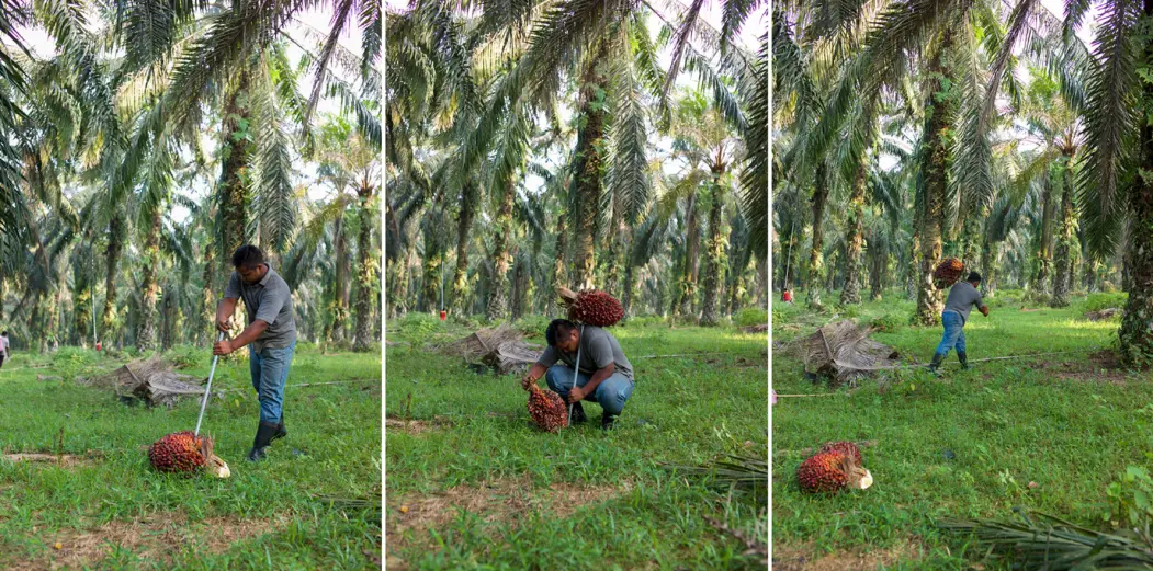 Collecting Palm Oil Fruits