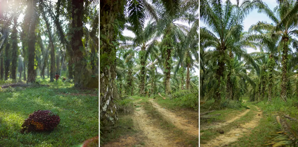 Palm Oil Plantation in Malaysia