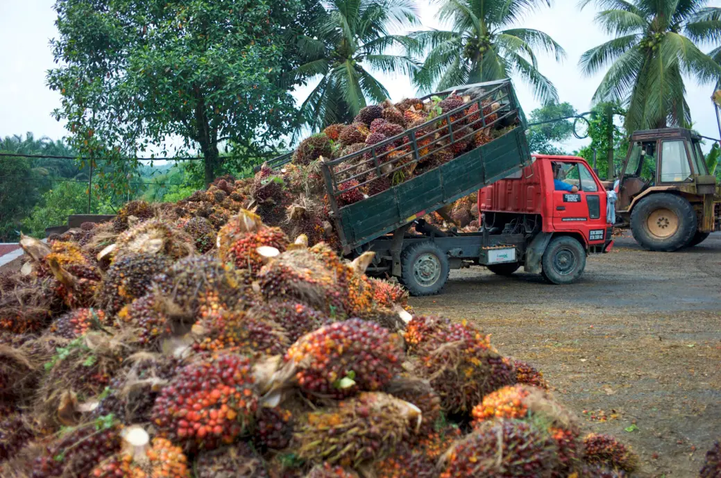 Dumping tons of palm oil fruits