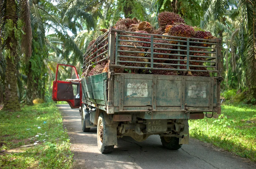 Truck full of palm oil fruits