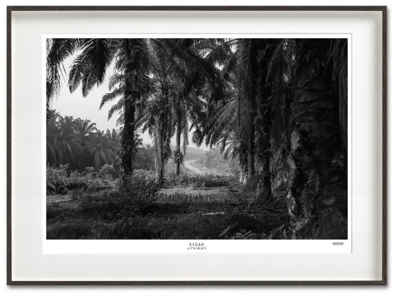 Palm Plantation Fine Art Print