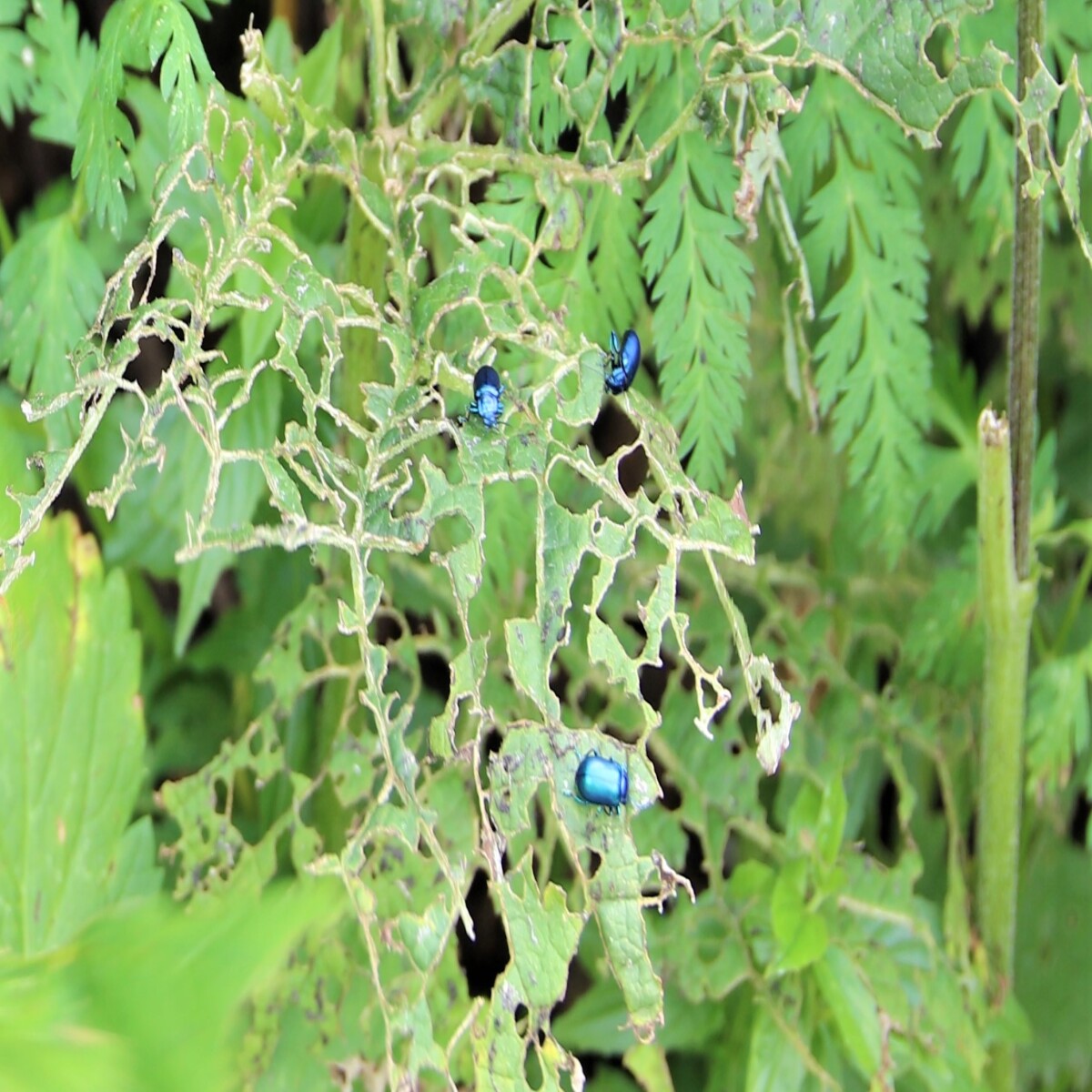 blue bordered plant bugs