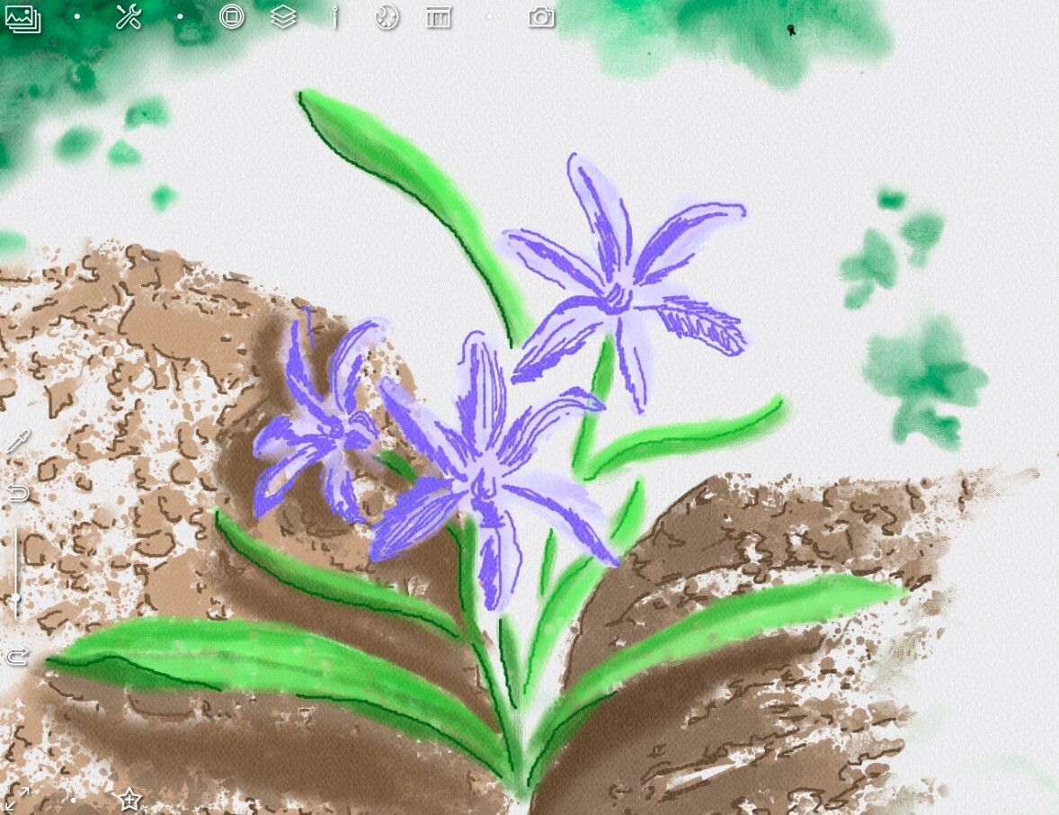Counturs of petals