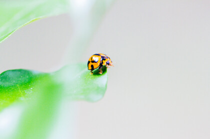 ladybug