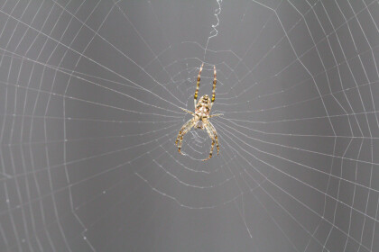 spider