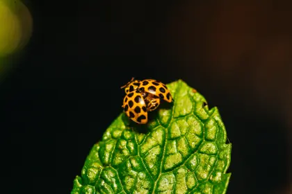 ladybug