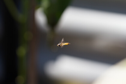 stingless bee