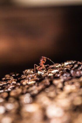 bull ant