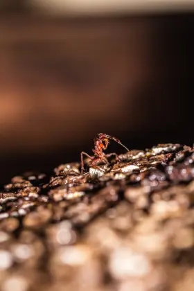 bull ant