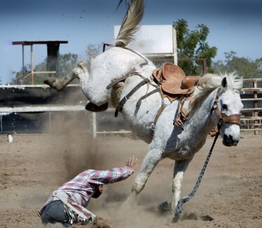Bucking Horse