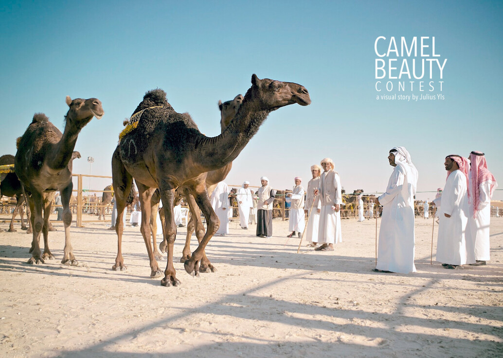 Camel Beauty Contest in Abu Dhabi