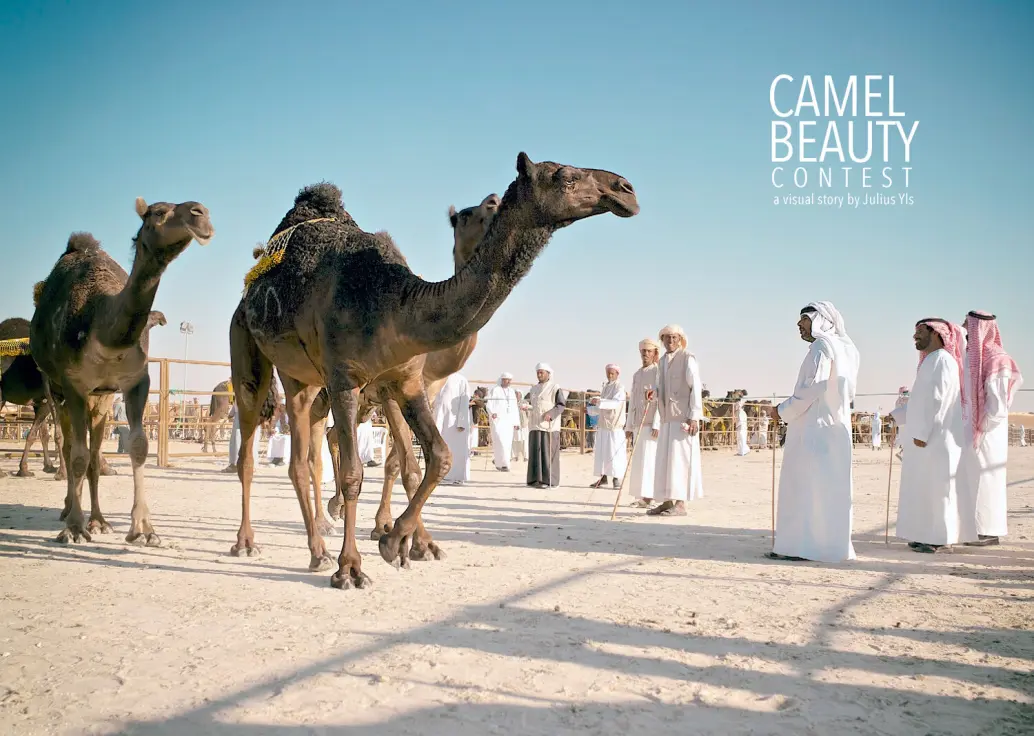 Camel Beauty Contest in Abu Dhabi