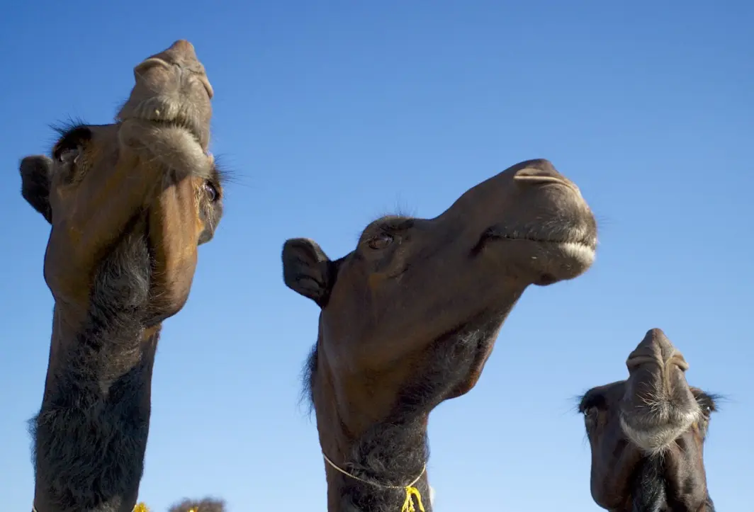 The famous Black Camels