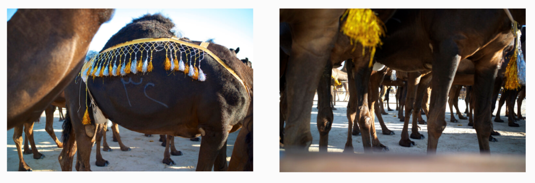 black camels