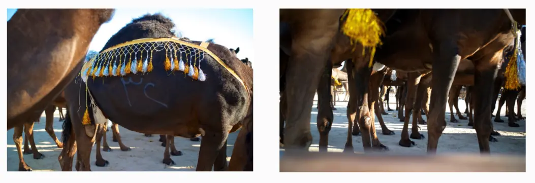 black camels