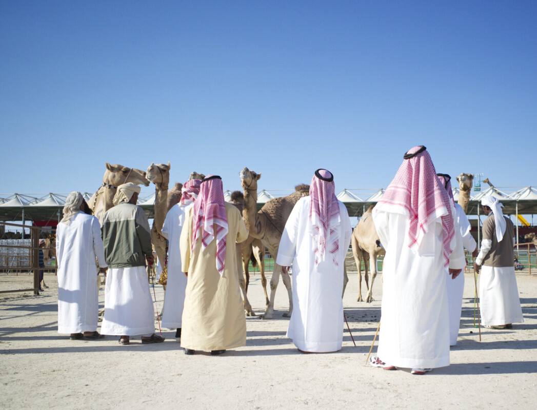 Bargaining camels