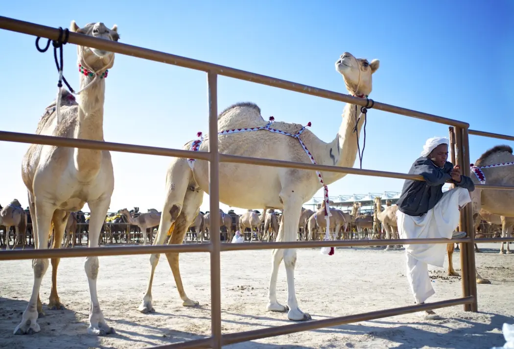 Camel farmer