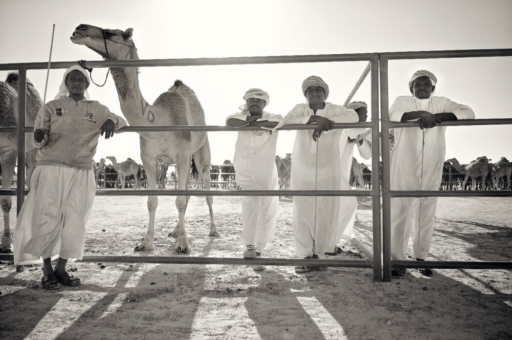 Bedouin camels care takers