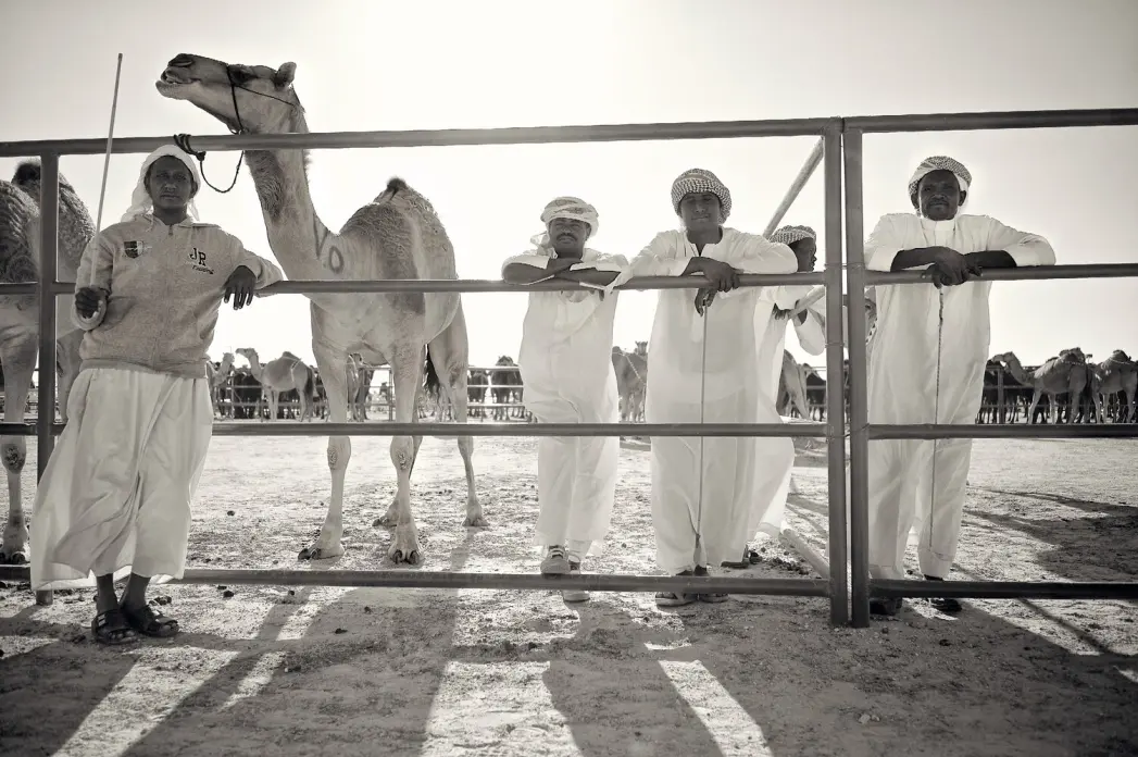 Bedouin camels care takers
