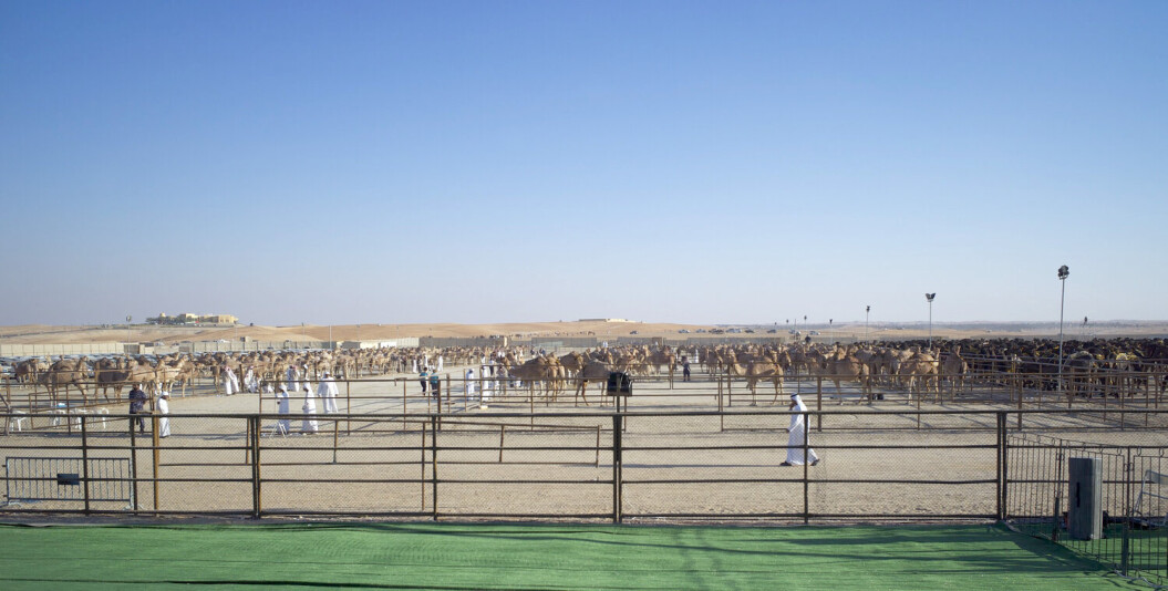 Camels market