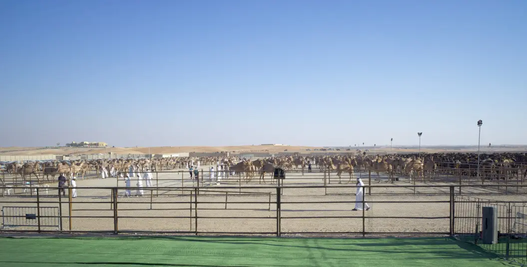 Camels market